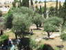 Garden of Gethsemane