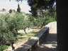 Garden of Gethsemane