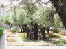 Olive Tree