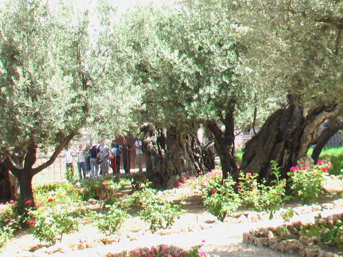 Olive Trees