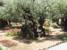 Old Olive Tree