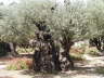 Olive Tree